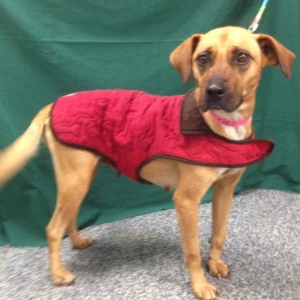 Mercedes at LDCRF, warm and cozy in her jacket and starting to fill out.