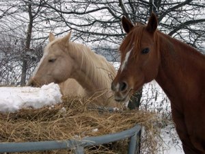 Horses eating hay in the snow. Photo from thehorse.com